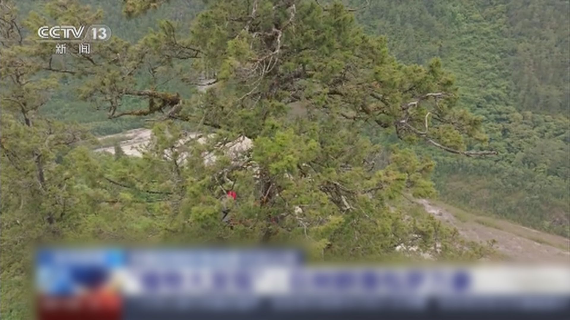 藏南柏木高101.2米 成為亞洲最高巨樹