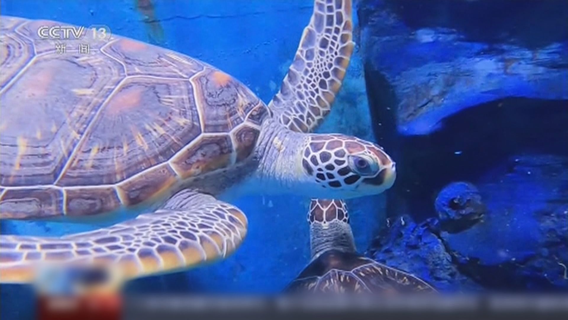 內地首個海龜野化基地　孵化逾1200隻海龜創新高