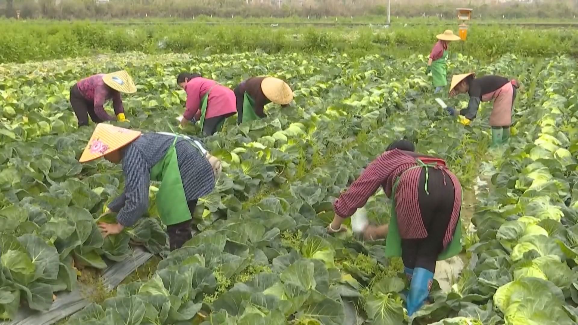 大陸推出支持台胞台企農林業發展措施