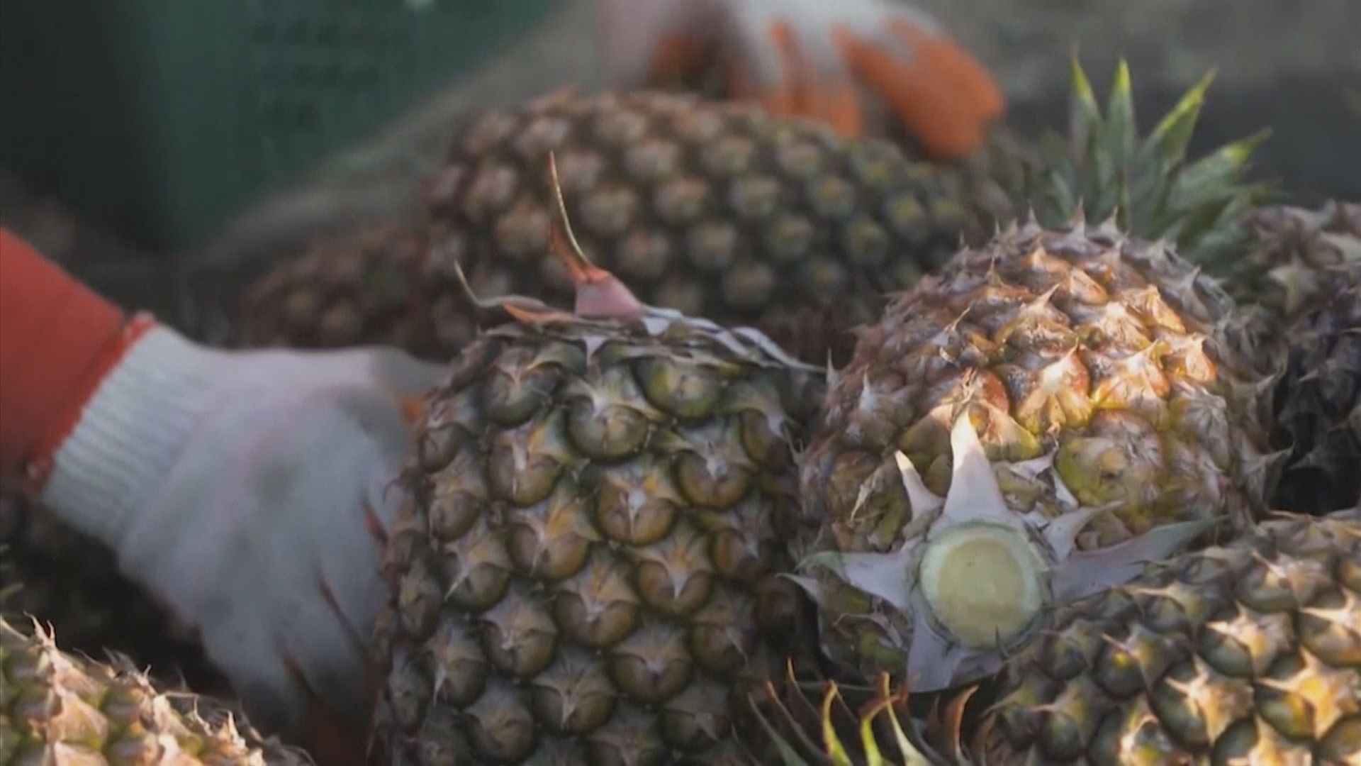 國台辦：民進黨將禁止進口菠蘿問題政治化