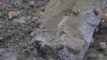 中國潛水器近萬米深淵發現「生命綠洲」　挑戰深海生態的傳統認知