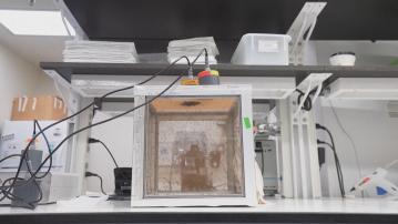 伊蚊傳播｜順德一周確診478宗基孔肯雅熱　症狀與登革熱類似