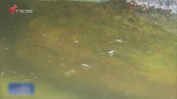 佛山基孔肯雅熱累計1199宗　順德周末開展滅蚊行動