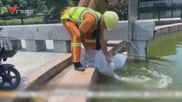 基孔肯雅熱｜廣州展開一周大型滅蚊行動　佛山有公園放逾五千條魚苗食蚊蟲