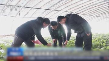 新疆及山東等小麥產區採取措施應對寒潮天氣