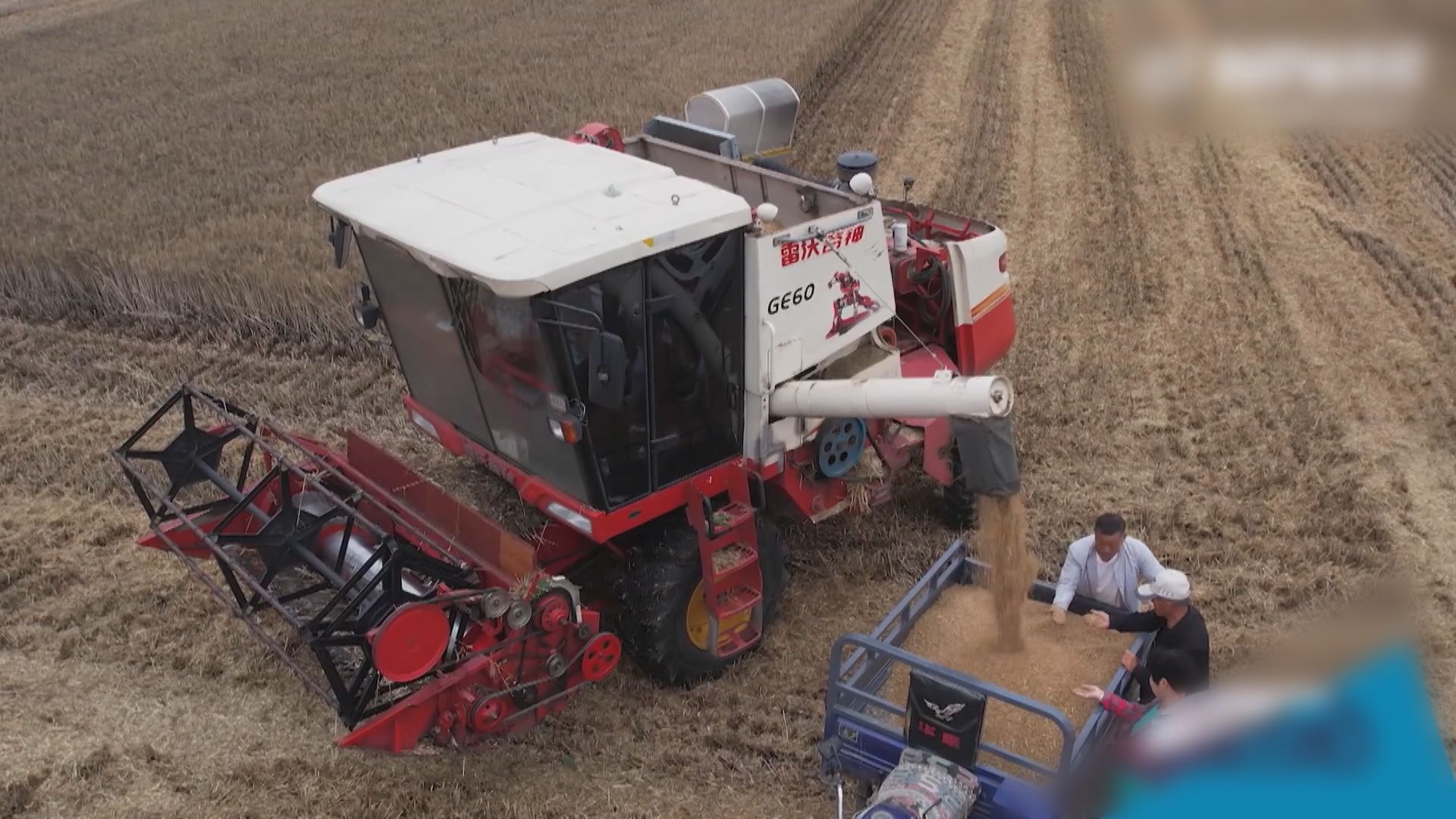 河南小麥收成遇上十多年來最嚴重「爛場雨」