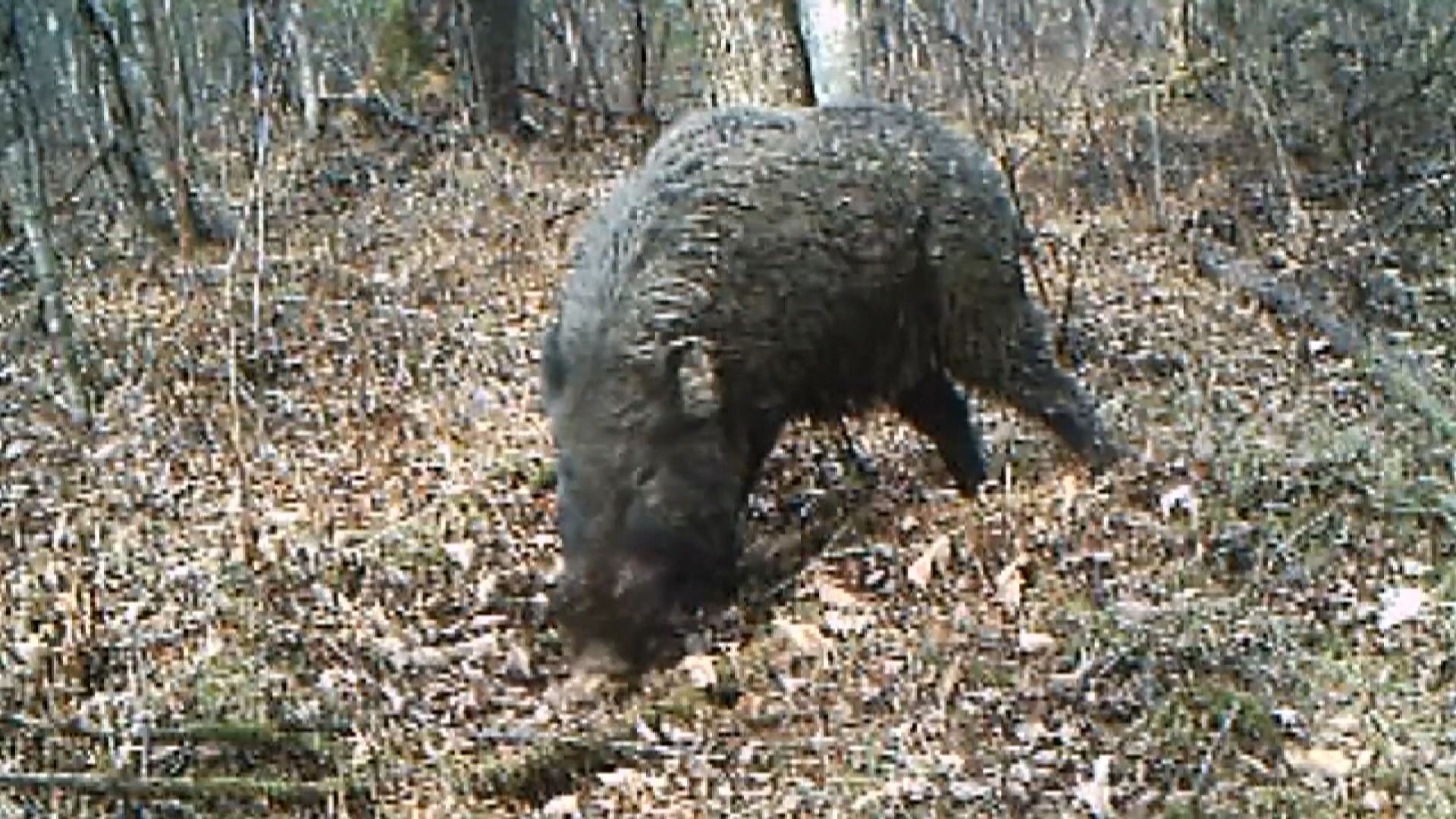 內地將野豬剔出保護野生動物名錄