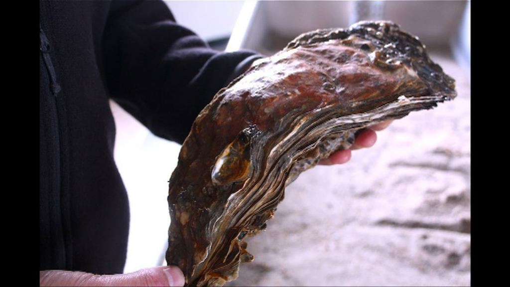 丹麥海岸遭外來生蠔入侵　大使館：若許可可出口中國