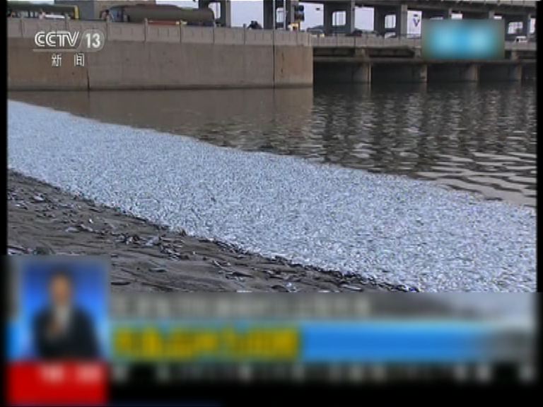 爆炸地點附近河邊發現大批死魚