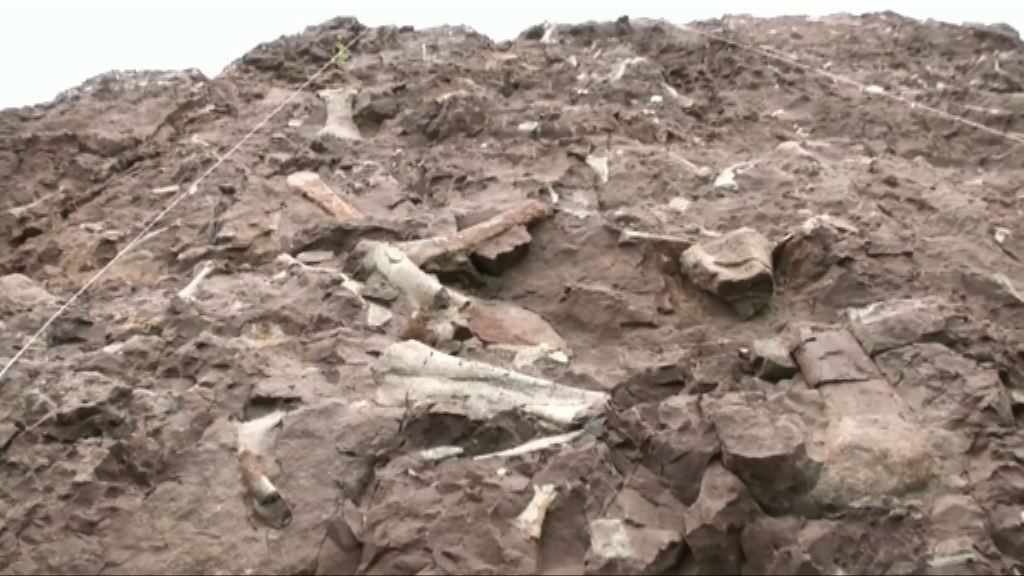 重慶雲陽出土百五米恐龍化石牆