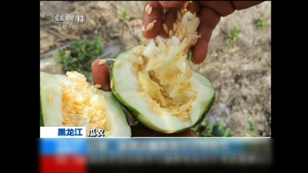 黑龍江香瓜被發現使用增甜劑