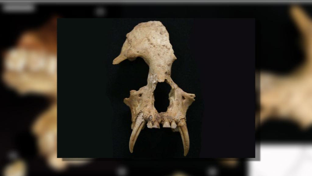 秦始皇祖母陵發現絕種長臂猿骸骨