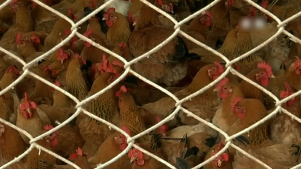 內地發現全球首宗人類感染H7N4個案