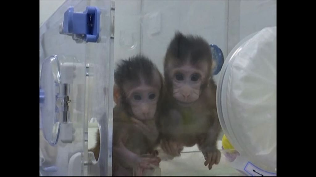 中國突破複製技術成功複製猴子