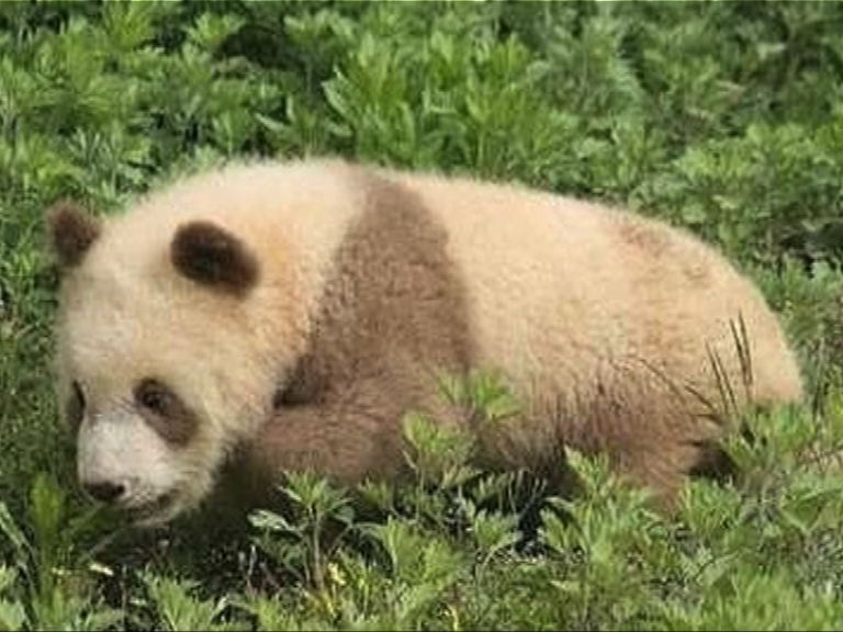 罕見棕白色熊貓「七仔」已五歲