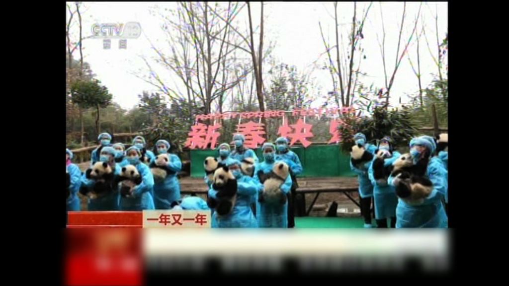 成都23隻大熊貓向民眾拜年