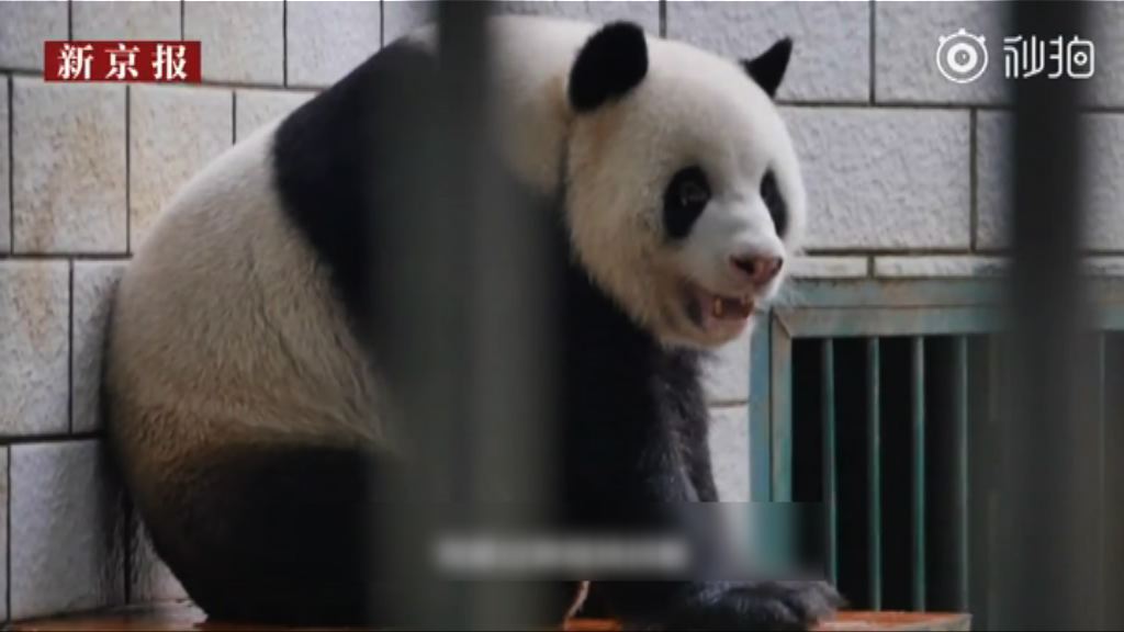 武漢動物園大熊貓偉偉受虐待