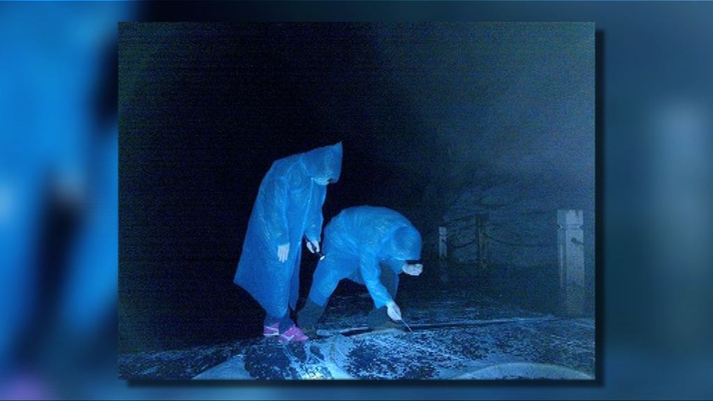 研究：雲南菊頭蝠集齊沙士病毒基因組成成分