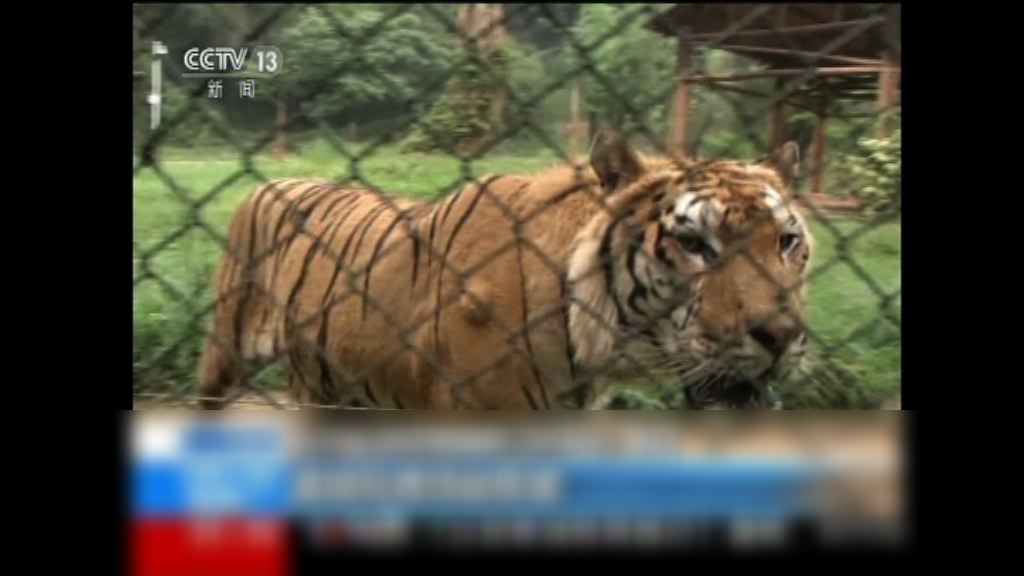 湖南有遊客涉逃票翻牆進動物園誤闖虎穴