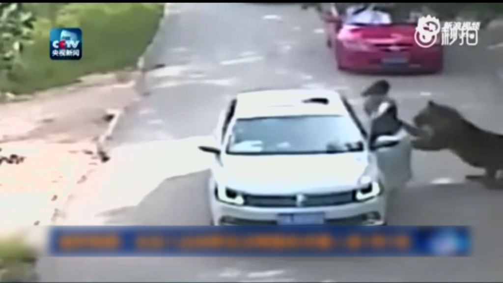 老虎咬死遊客　北京野生動物園停業