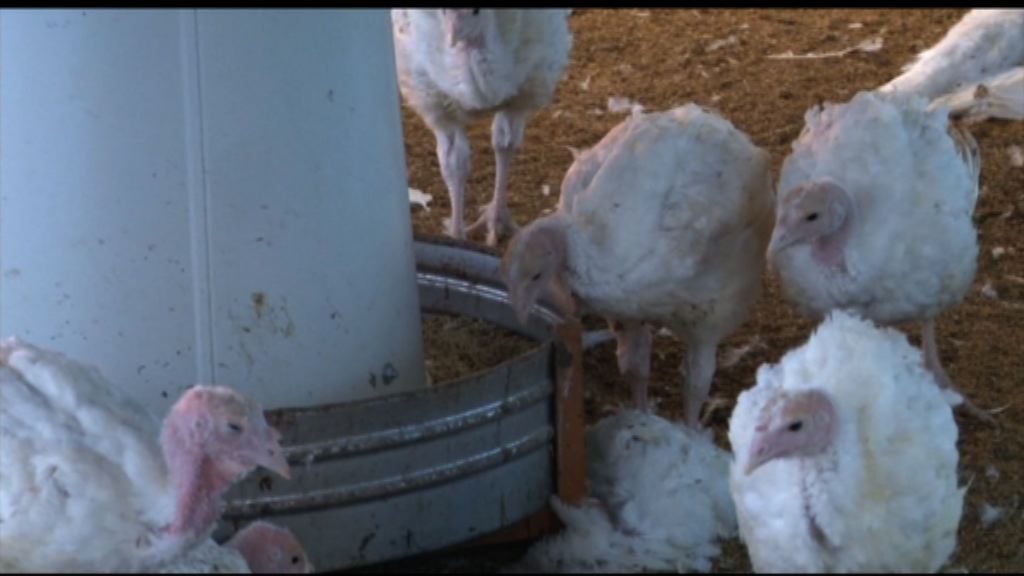 台灣農委會倡避免冬天養家禽