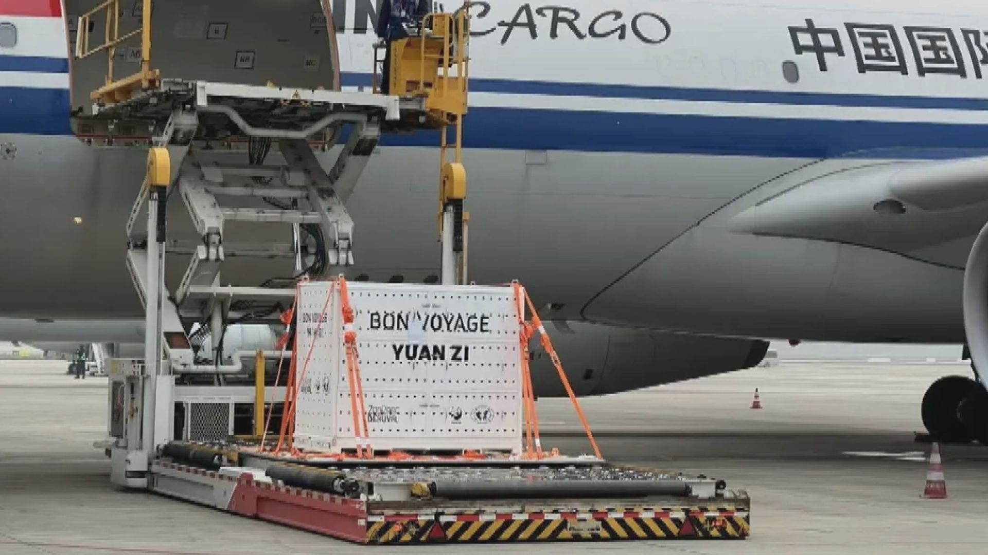 旅居法國十多年　大熊貓「歡歡」、「圓仔」回國