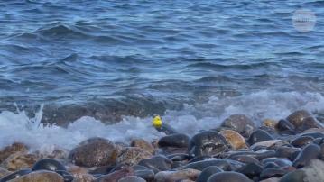 小黃鴨緊黏海邊岩石逾一年　中日合作研發超強黏力水凝膠打破世界紀錄