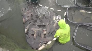 大陸容許從台灣少數業者輸入石斑 學者指「借牌」陋習不改難保再禁