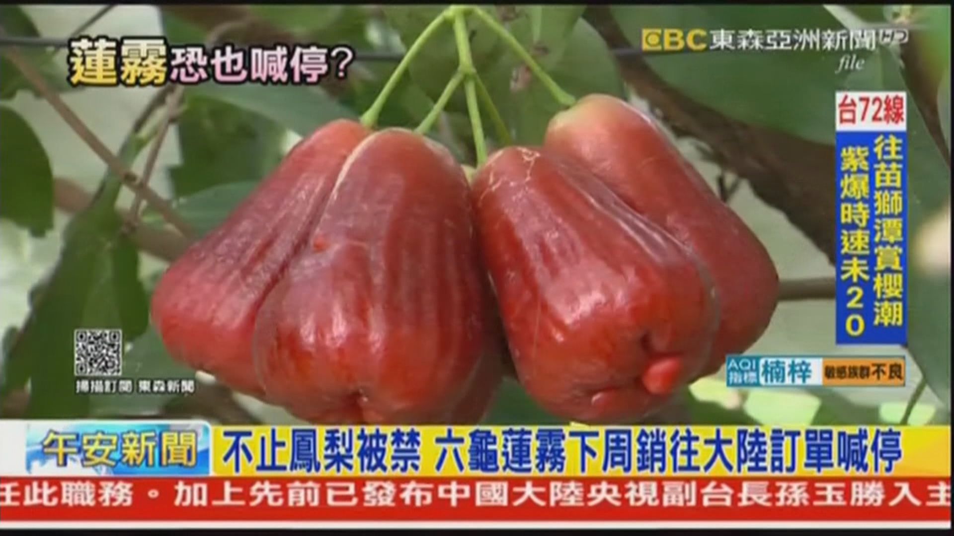 台灣蓮霧被傳禁銷往大陸