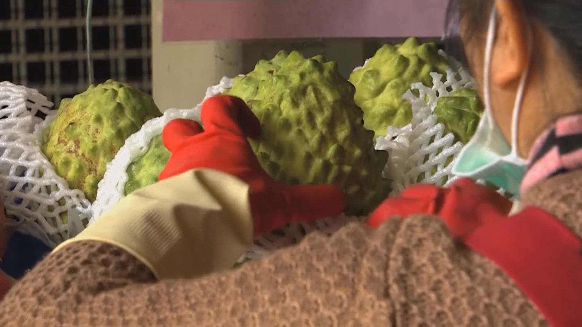 內地即日起恢復輸入台灣番荔枝