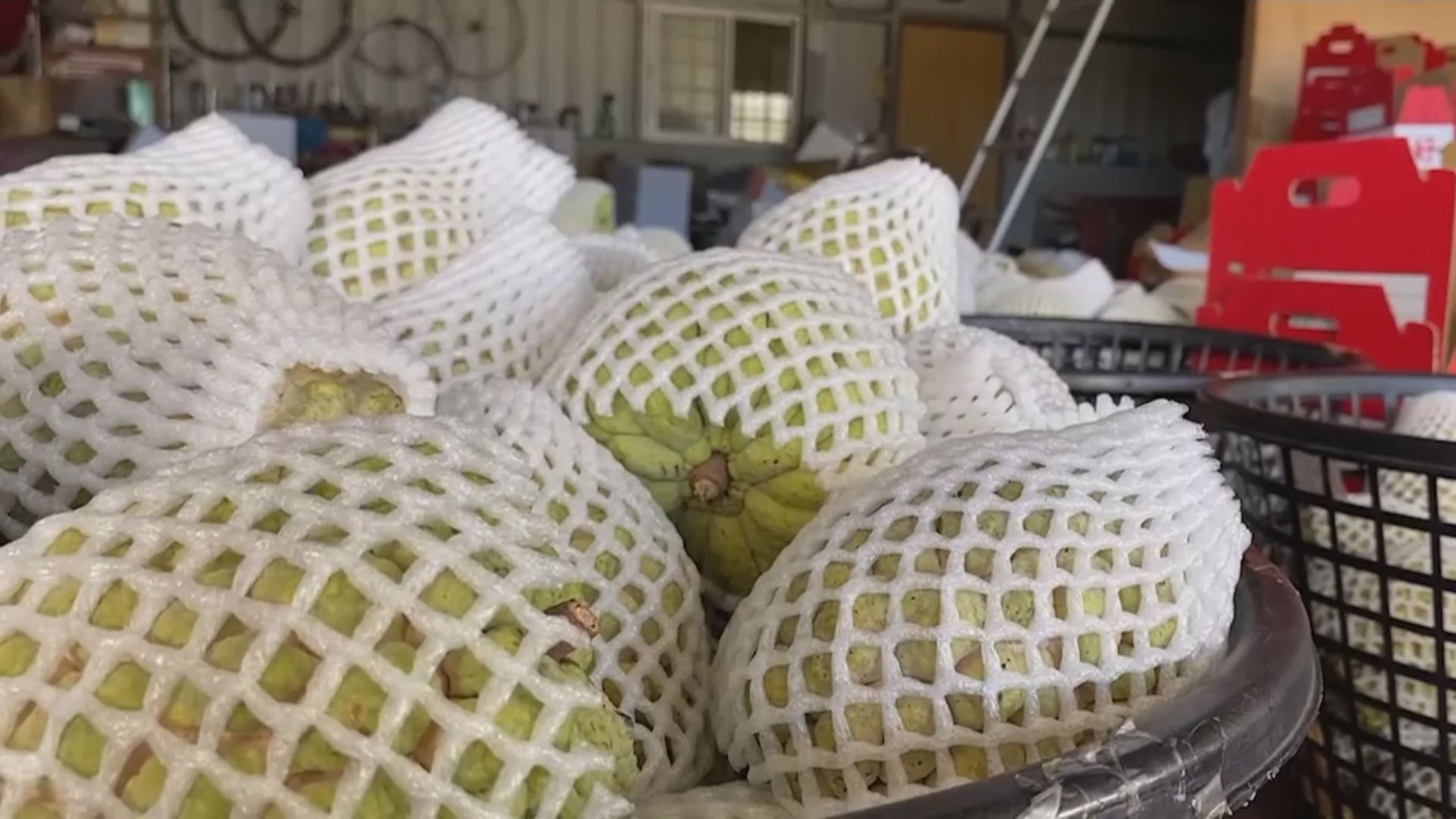 大陸恢復進口台灣番荔枝 台方盼與大陸商討檢疫規範