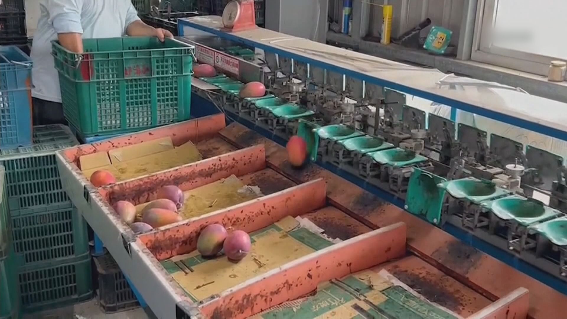 內地暫停進口台灣芒果 檢出有害生物