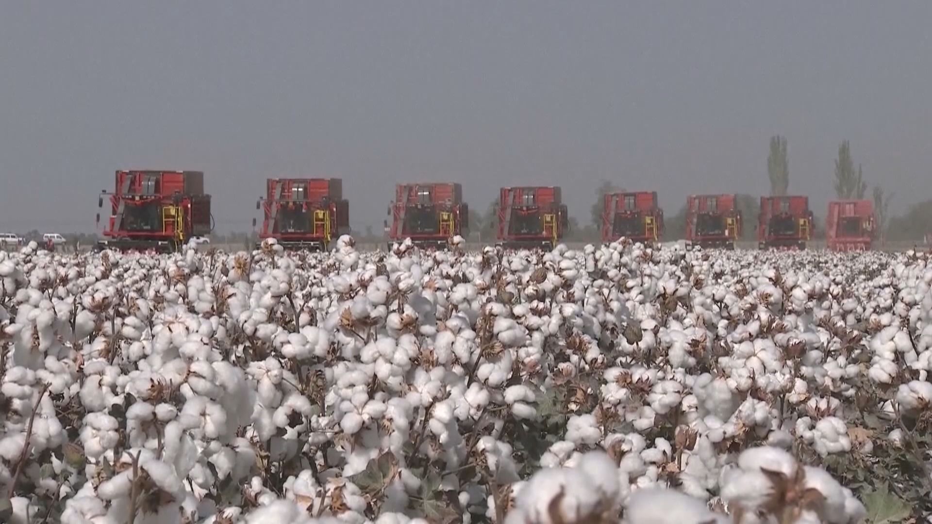 英國法院駁回維吾爾團體對英政府處理進口新疆棉的提訴