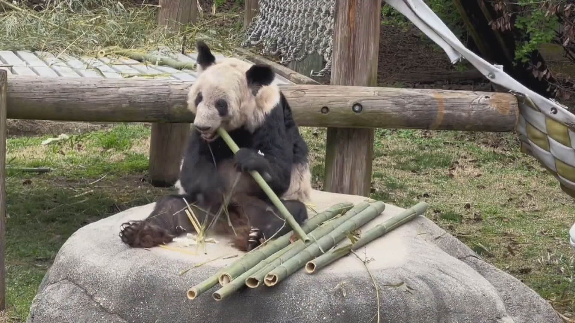 旅美大熊貓「丫丫」據報周四抵滬　外交部稱已落實運輸方案及航線