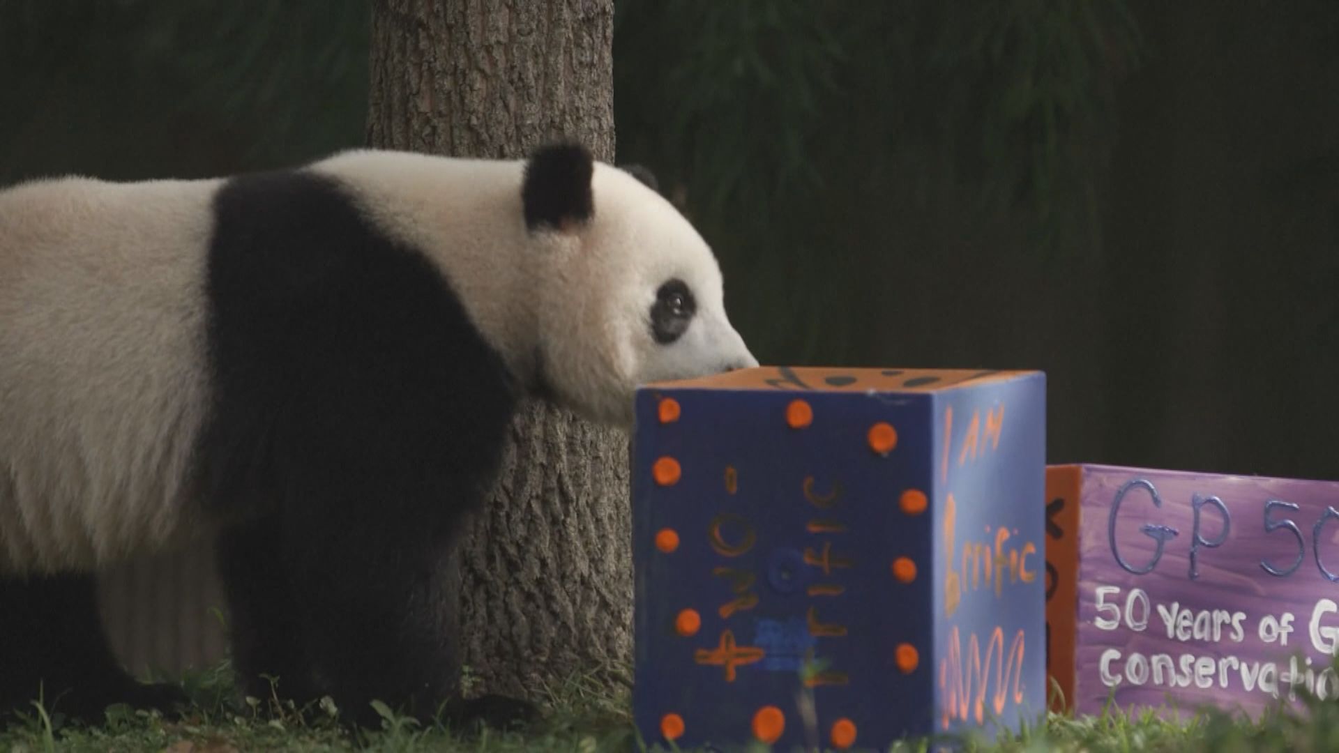 美國白宮：歡迎中方再租出大熊貓