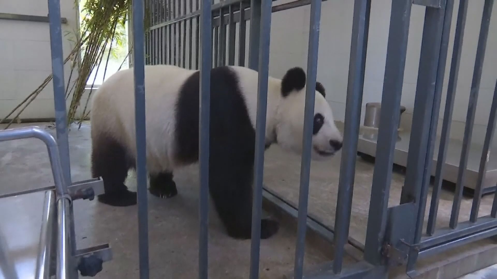 中方若再租借大熊貓予美國 白宮非常歡迎