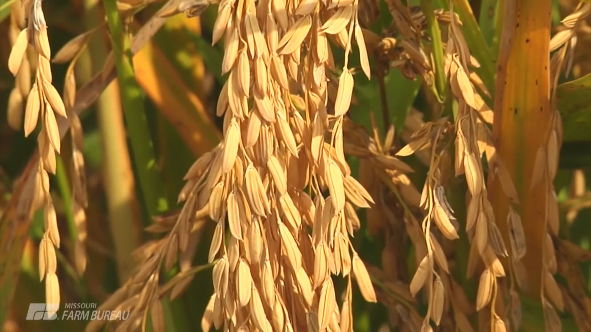 貿易談判前中國首允美國大米輸華