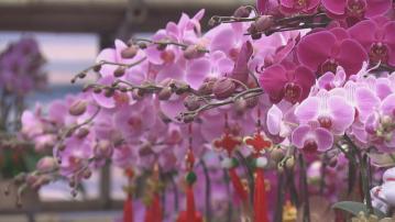 年宵市場開鑼 有花檔料生意有一半增長