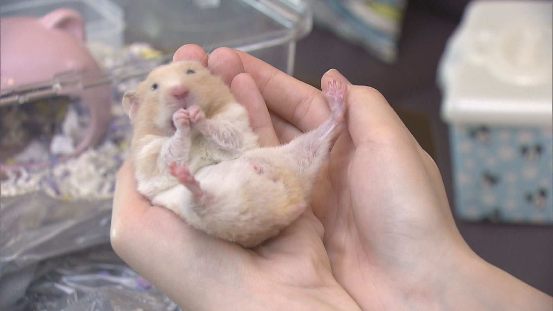 倉鼠成熱門寵物　惟不少人錯誤飼養甚至棄養