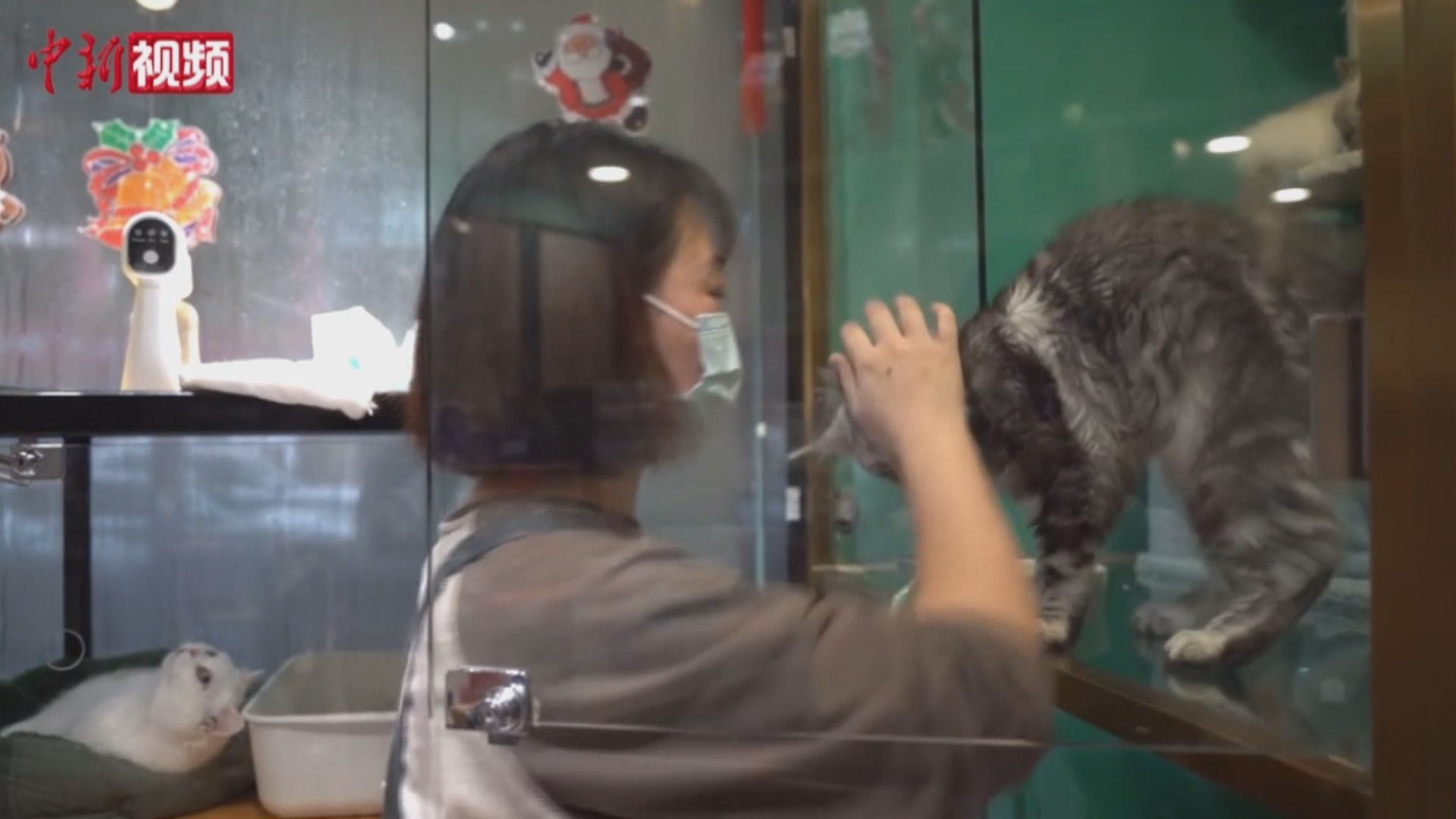 回鄉過年難帶寵物　內地寵物寄養服務生意增