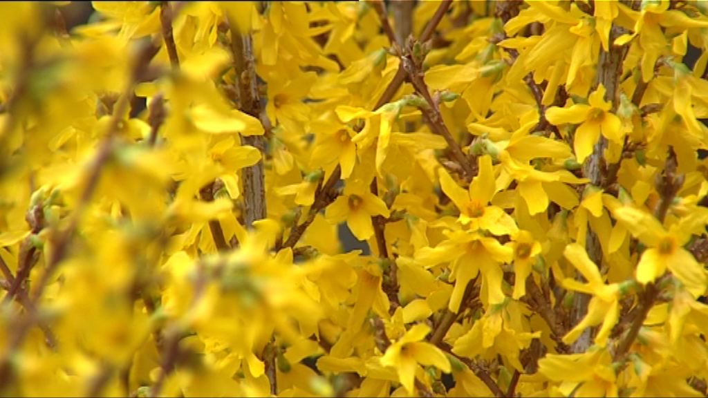 花墟人氣盛　花價較往年高