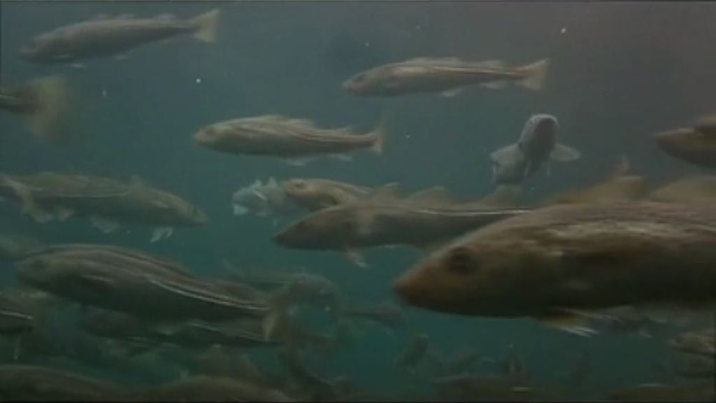 研究發現鱈魚聲響有不同「口音」