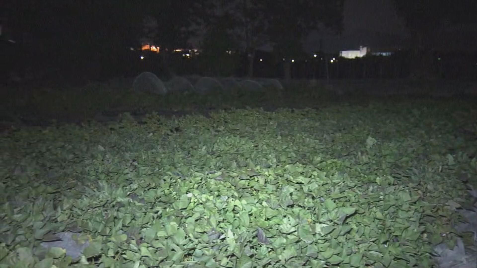 天氣｜天文台取消霜凍警告　上水農地未見結霜