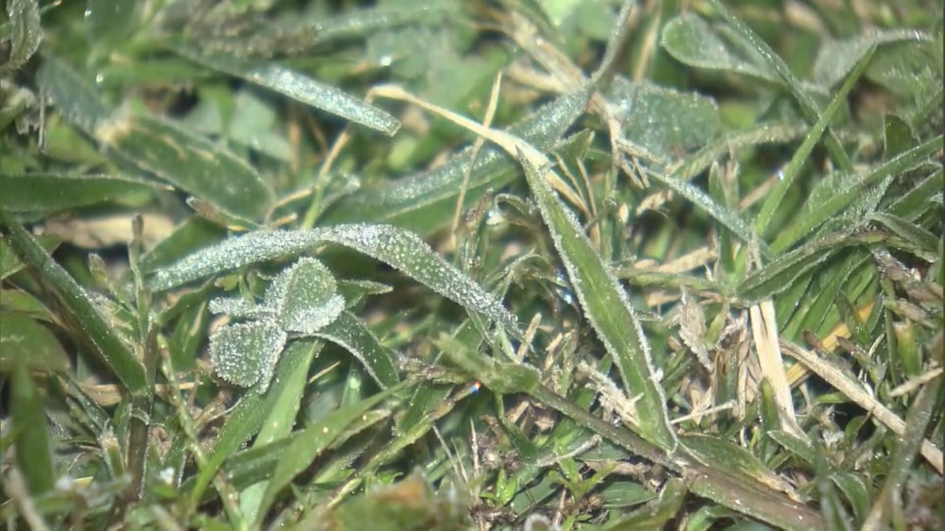 天文台發霜凍警告　打鼓嶺出現結霜