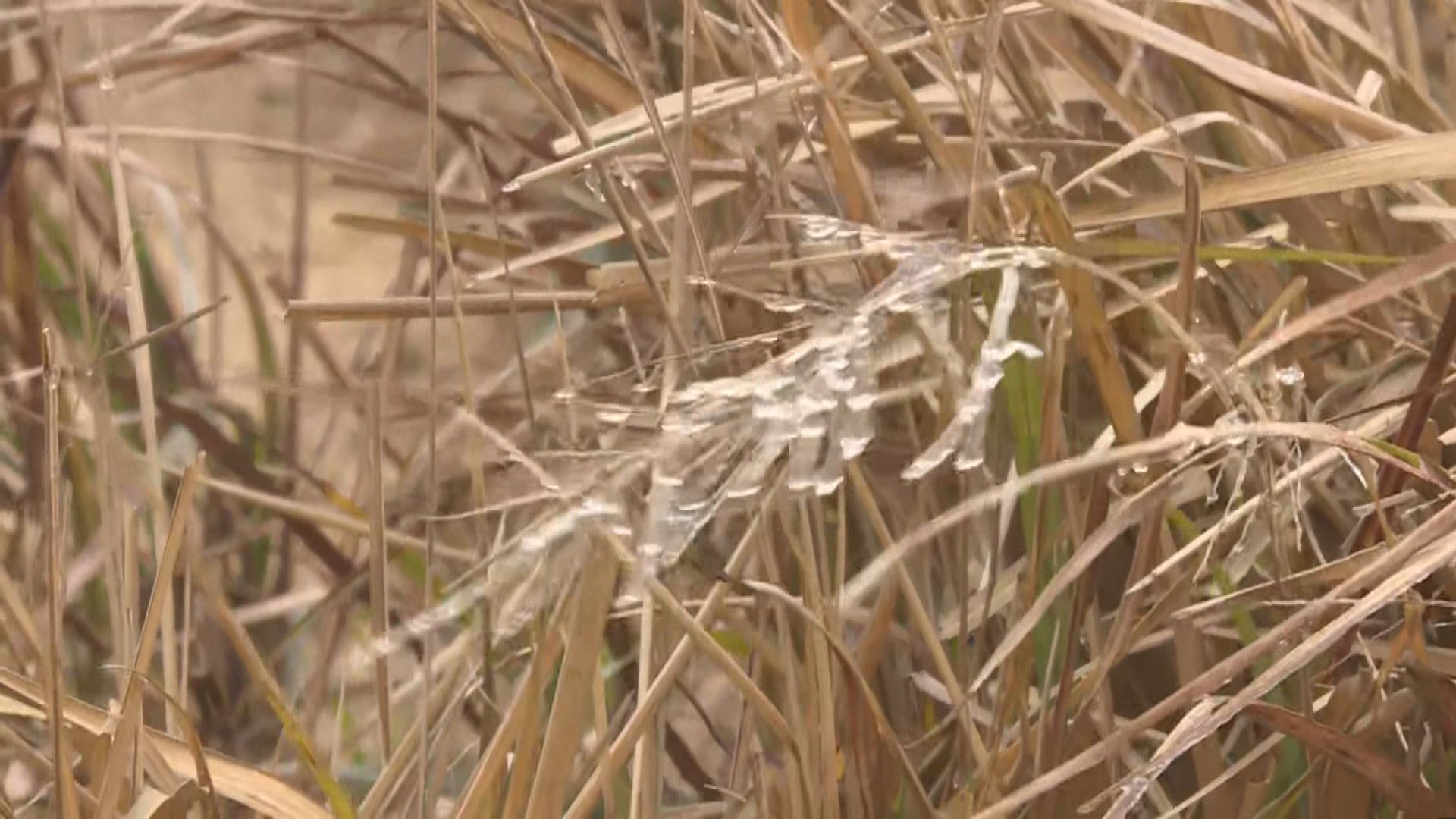 天文台早上錄得攝氏7.7度　入冬以來最低