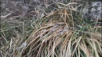 寒冷天氣警告繼續生效 市民到大帽山看結冰