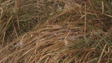 寒冷天氣警告繼續生效 市民到大帽山看結冰