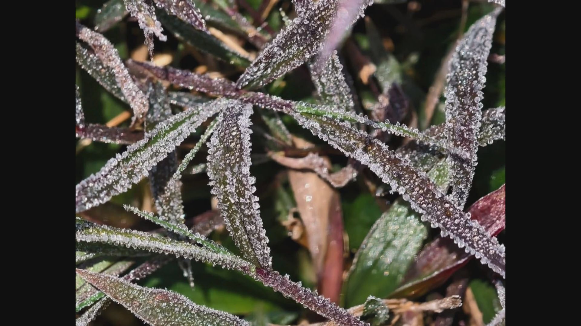 天氣｜大埔粉嶺今早結霜　天文台料明早仍寒冷