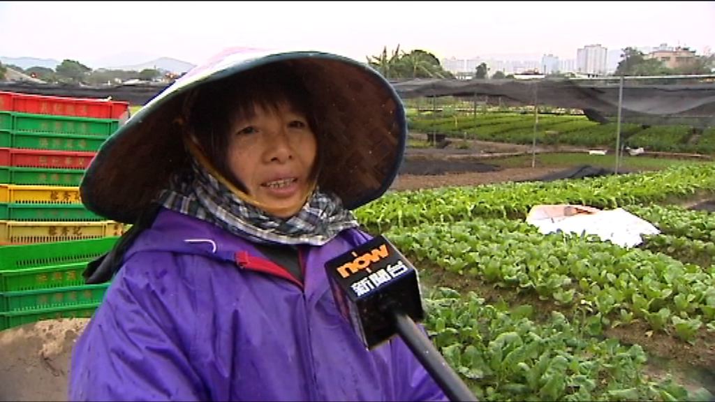 寒潮襲港　菜農料農曆年菜價貴一倍