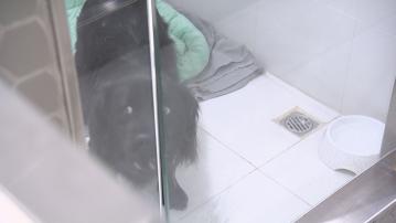 消委會調查18間持牌貓狗寄養所 8間表明出事不會賠償